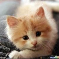 到头来还是猜不透最扑朔迷离的人心(可爱小猫咪头像)